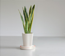 Pot pour plantes